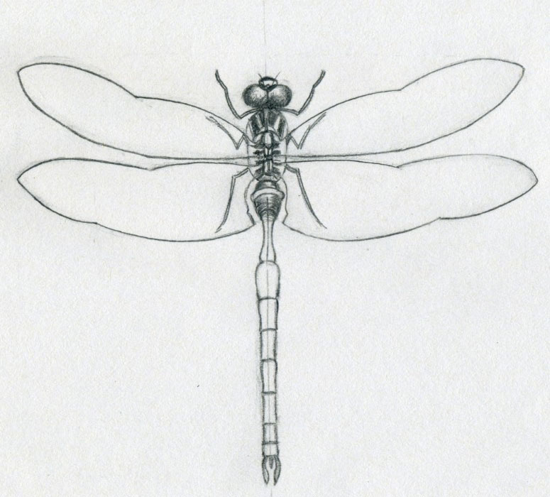 Simple+dragonfly+drawing