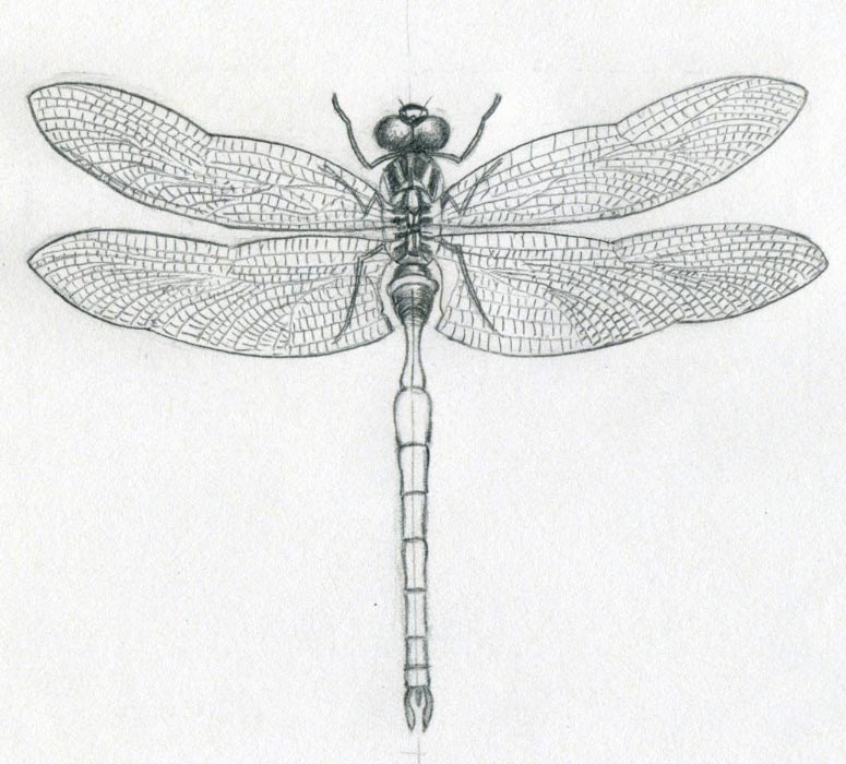 Dragonfly+wings