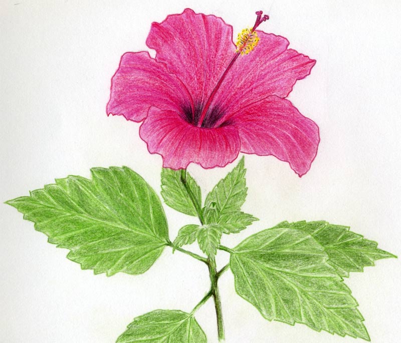 Hibiscus Flowers Drawing Tutorial