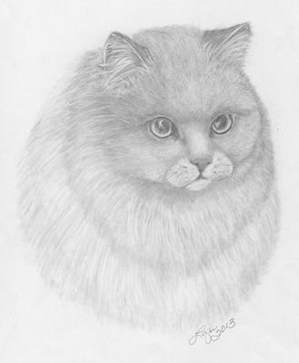 Fluffy Cat