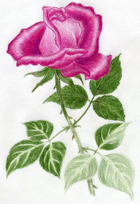 Draw a Rose Quickly, Simply And Easily
