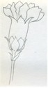 How To Draw Carnation