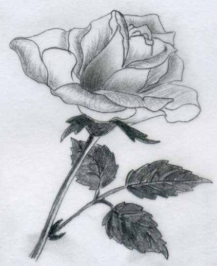 Various Rose Drawings