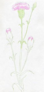 How To Draw Carnation