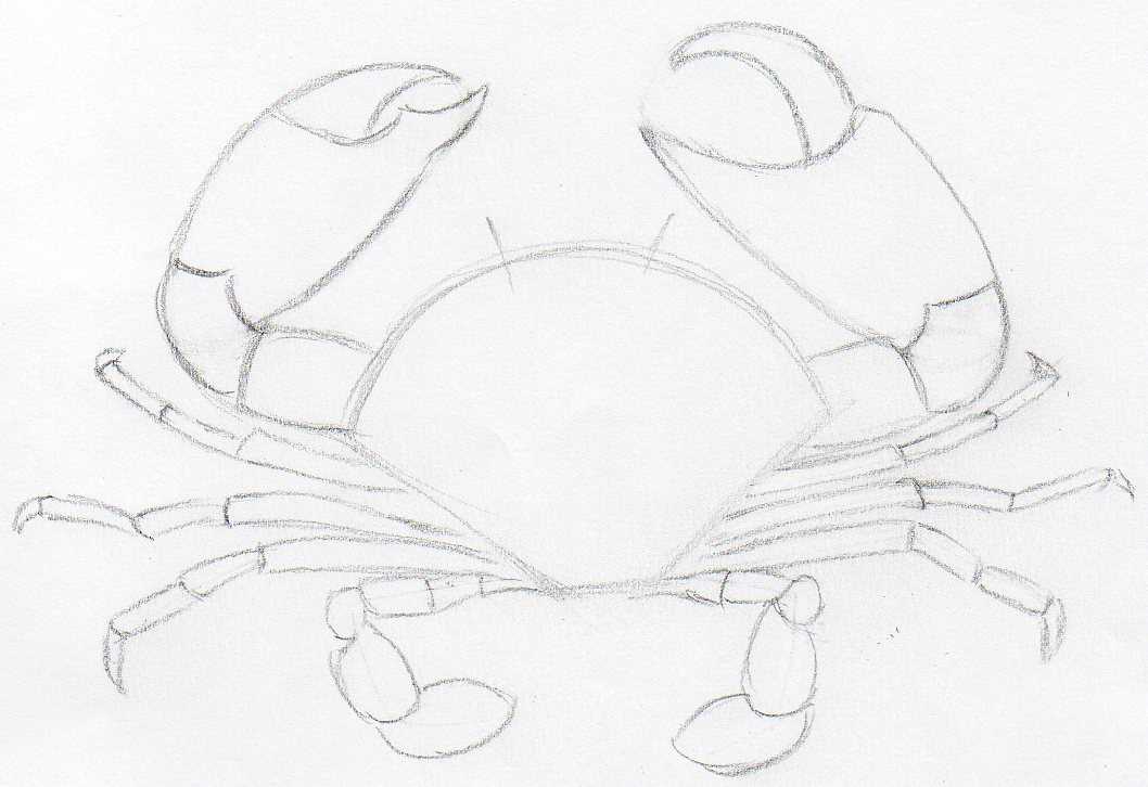 How To Draw Crab in Pencil