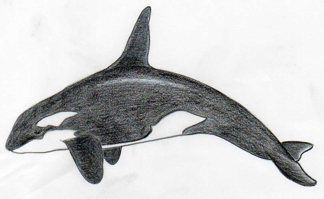 How To Draw Killer Whale. Any Beginner Can Do This 