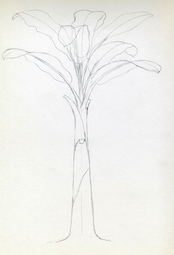 This is a banana tree. This tree has a bunch of bananas, vintage line  drawing or engraving illustration.:: tasmeemME.com