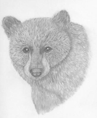 simple black bear drawing