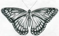 Butterfly Pencil Art Drawing by JABED, Digital Marketer, SEO Expert