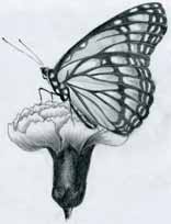 https://www.easy-drawings-and-sketches.com/images/butterfly-pencil-drawings00.jpg