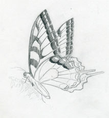 https://www.easy-drawings-and-sketches.com/images/butterfly-sketch04s.jpg