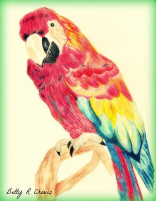 How to Draw a Parrot - Really Easy Drawing Tutorial | Parrot drawing, Easy  drawings, Drawings