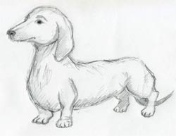 20 easy animals to draw  Gathered