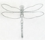 Dragonfly Drawings