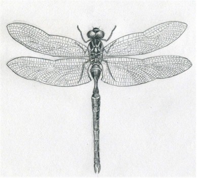 simple dragonfly drawings