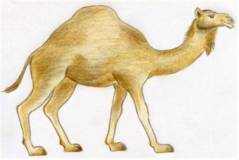 Camel Drawing - Etsy UK