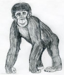 How To Draw A Monkey 