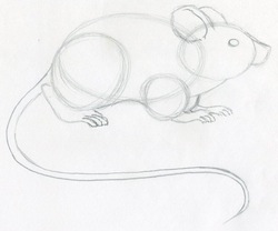 Mouse sketch Nature Drawings Pictures Drawings ideas for kids Easy and  simple