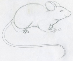 Mouse Drawing Mouse Print Mouse Portrait Steven Crimlisk  Etsy India