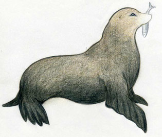 sea lion drawing