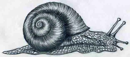 pencil drawings of a snail