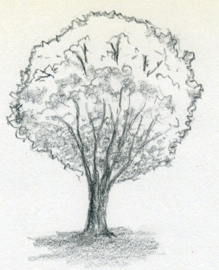 Set silhouettes trees pine fir cedar sketch Vector Image