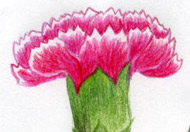 How to draw Carnation