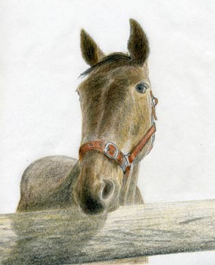 horse head drawing in pencil