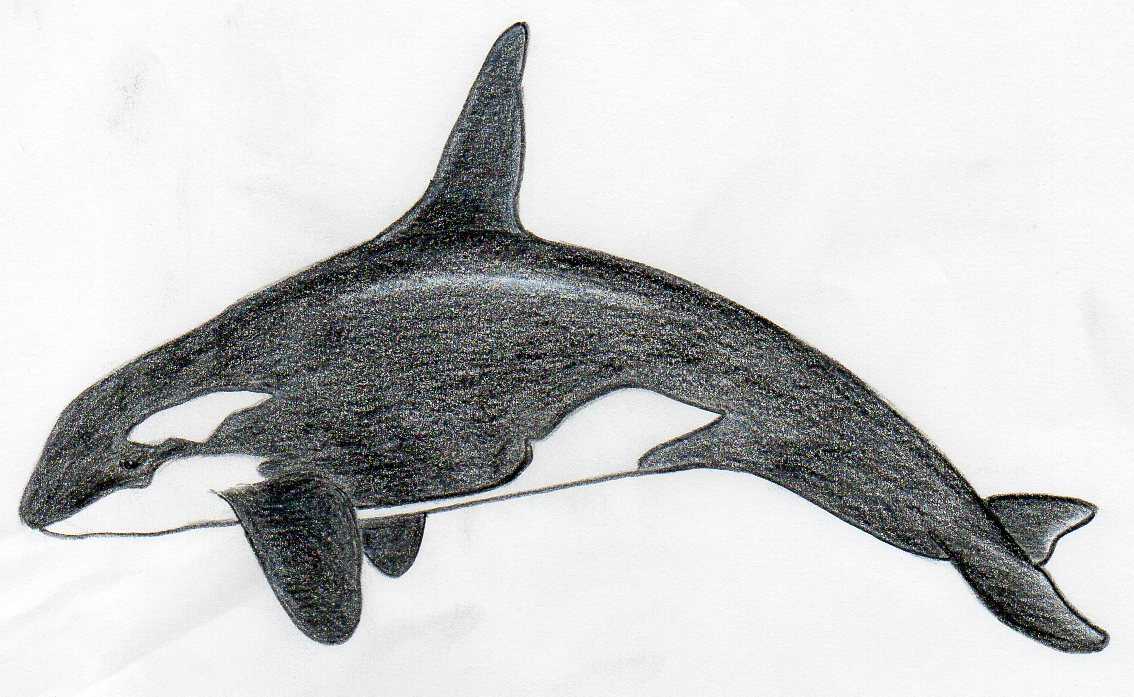 Amazing How To Draw A Killer Whale in the world Learn more here 