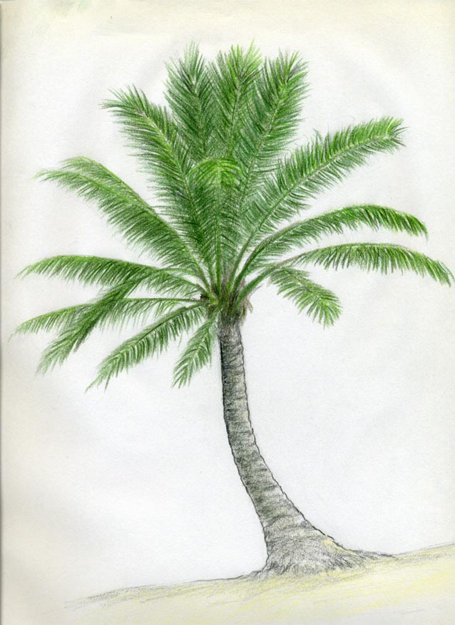 How to draw palm tree drawing step by step  easy for beginners  YouTube