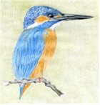 How to draw a Kingfisher