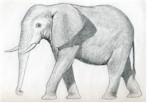 How to draw an elephant