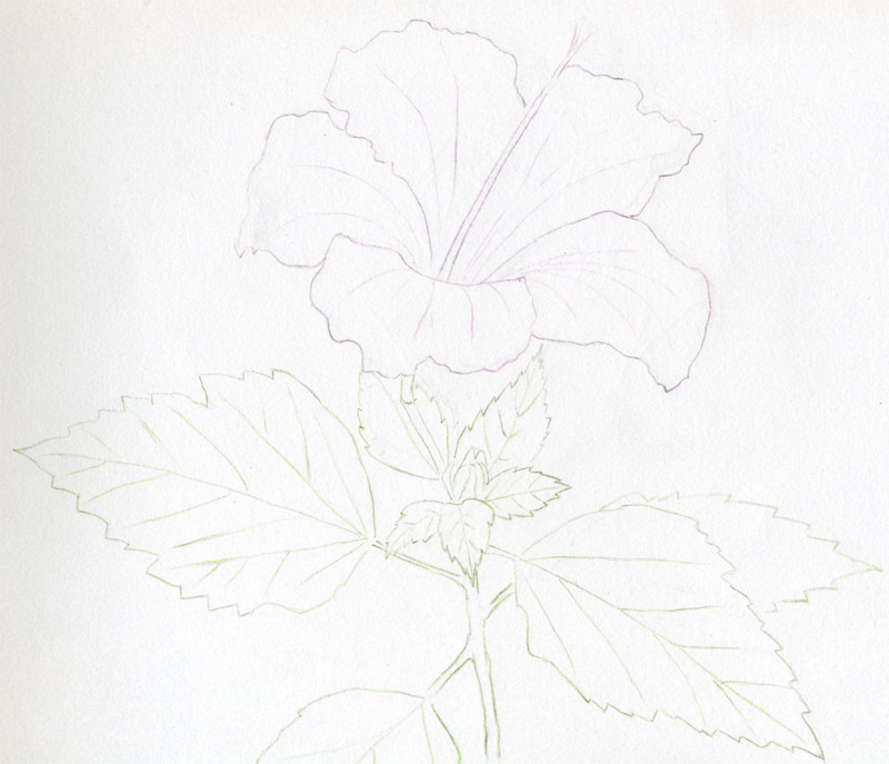 Hibiscus Flowers Drawing Tutorial
