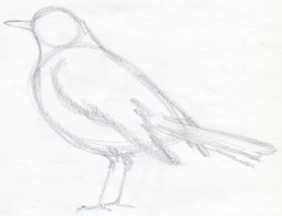 how to draw a bird