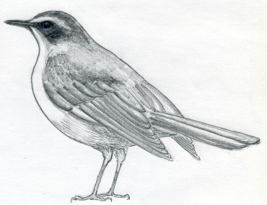How To Draw A Bird And What You Need To Know