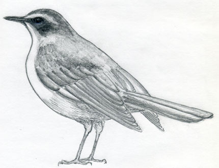 Easy Bird Drawing How to Draw a Bird Eastern Bluebird Drawing Bird on  Tree Drawing  YouTube