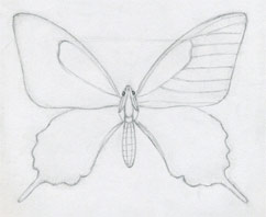 How To Draw A Butterfly Surprisingly Easy