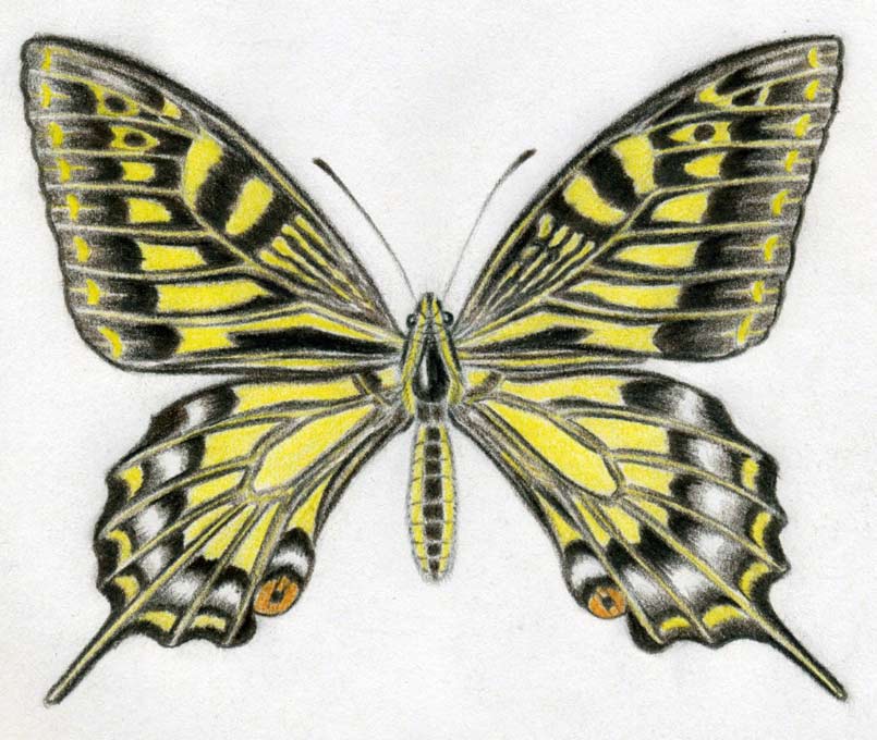 beautiful pencil drawings of butterflies