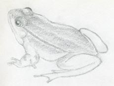 frog drawing  Sketchbook