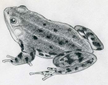 Cartoon Frog Drawing  How To Draw A Cartoon Frog Step By Step
