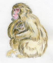 japanese macaque drawing