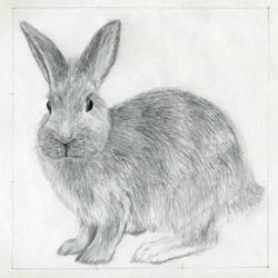cartoon rabbit pencil drawing  Clip Art Library