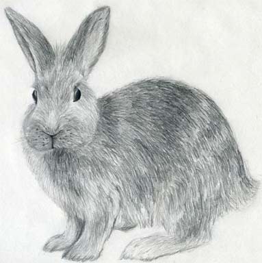 How to Draw a Rabbit  Really Easy Drawing Tutorial