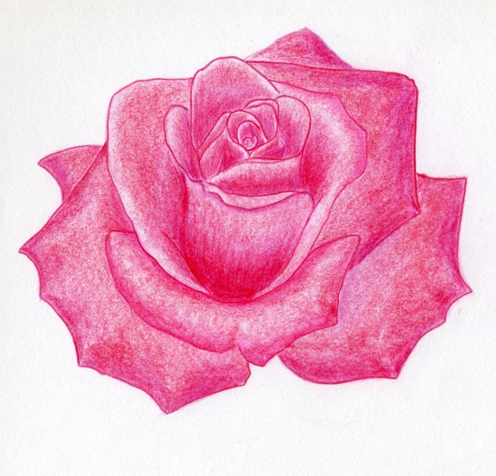 Rose Easy Color Pencil Drawing  Rose drawing simple Pencil drawings easy Roses  drawing