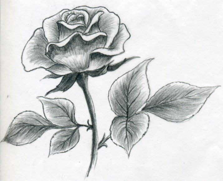 Draw a Rose Quickly, Simply And Easily