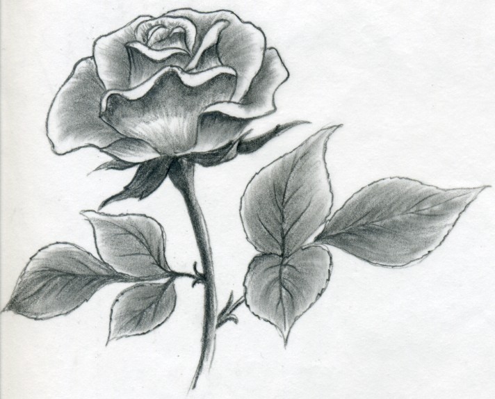 How to Draw a Rose | Easy Drawings Rose | Nil Tech - shop.nil-tech