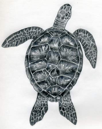 Sketch design of a turtle tattoo on Craiyon