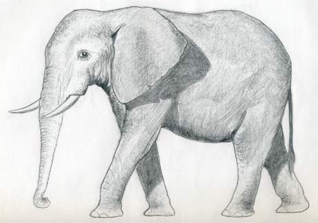Elephant Standing in the Side View - Drawing Tutorial - PRB ARTS