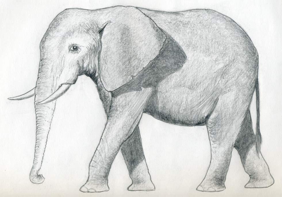 elephant drawing easy contour