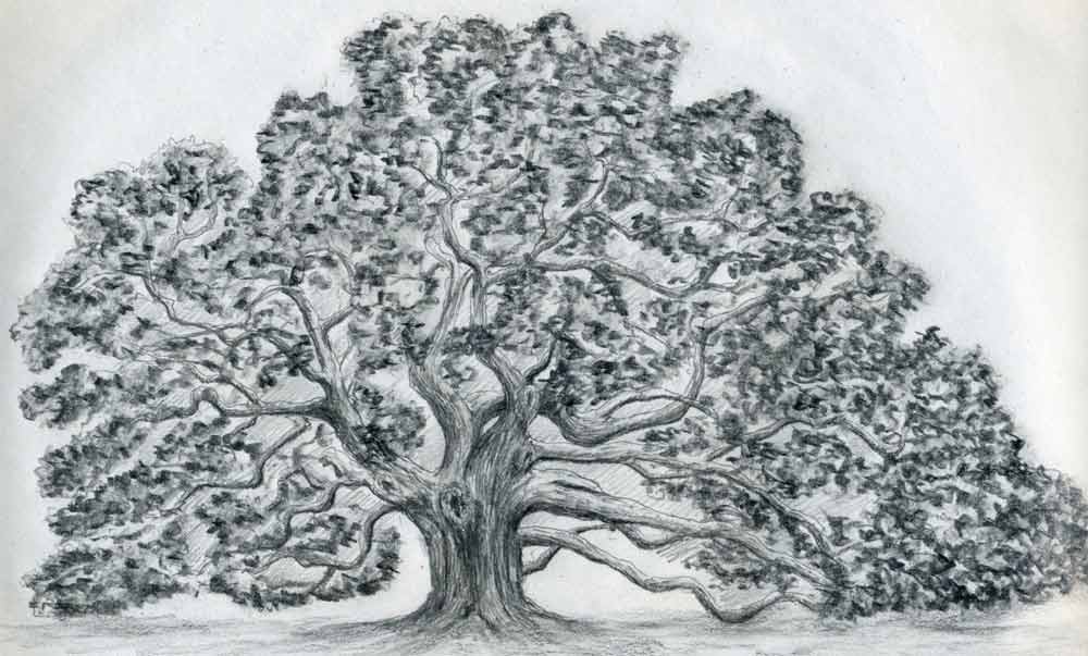 Premium Vector  Ink sketch of oak tree
